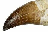 Fossil Rooted Prognathodontid Mosasaur Tooth - Morocco #345198-1